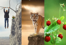 Tiger in jagoda – Kako živeti v trenutku