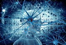 Avtonomni Živčni Sistem